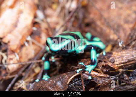 Grenouille verte et noire (Dendrobates auratus), Arenal, Costa Rica Banque D'Images