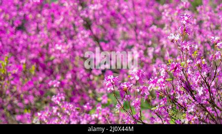 Rose en fleurs rhododendrons. Banque D'Images
