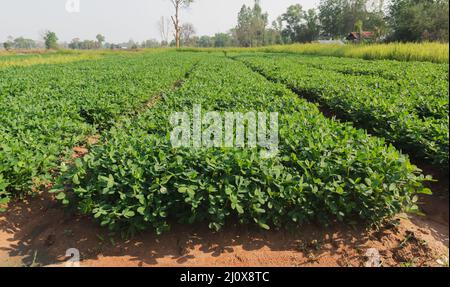 Cacahuètes bio ferme avec cellule solaire. Champ agricole sur lequel poussent les arachides. Banque D'Images