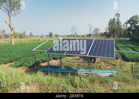 Cacahuètes bio ferme avec cellule solaire. Champ agricole sur lequel poussent les arachides. Banque D'Images