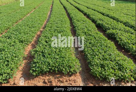 Cacahuètes bio ferme avec cellule solaire. Champ agricole sur lequel poussent les arachides. Banque D'Images