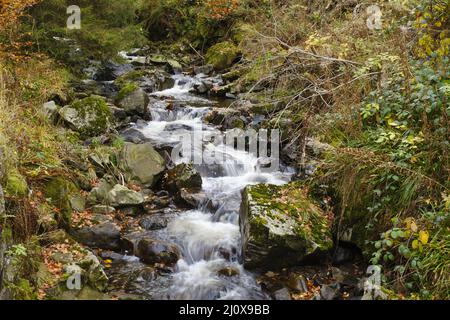 Rivière Radau au parc national Harz Banque D'Images