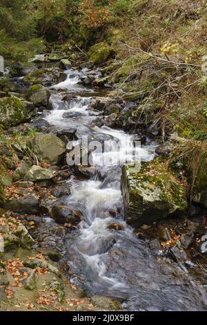 Rivière Radau au parc national Harz Banque D'Images