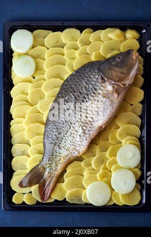 Carpe brute, poisson entier avec des pommes de terre tranchées sur plateau sur fond bleu. Plat européen traditionnel Banque D'Images