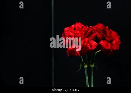 Gros plan rouge carnation fleur verre réfléchissant. Concept de photo de haute qualité Banque D'Images