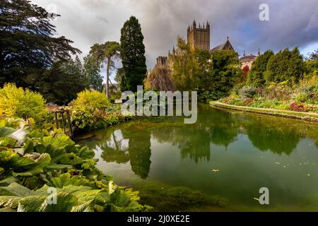 Wells Cathédrale reflétée dans l'étang dans les jardins du Palais des évêques, Wells, Somerset, Royaume-Uni Banque D'Images