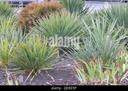 Photo sélective des plantes de Yucca filamentosa dans le jardin. Concept de soins Banque D'Images