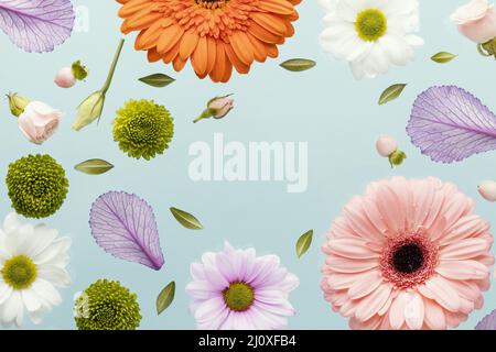 Flat Lay printemps gerbera fleurs avec des feuilles de pâquerettes. Concept de photo de haute qualité Banque D'Images