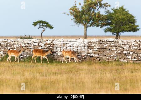 Daims mâles marche à un mur de pierre Banque D'Images
