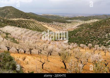 Un amandier fleuri dans un verger et une plantation d'amandiers dans le sud de l'Espagne Banque D'Images