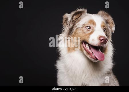 Vue de face joli chien. Concept de photo de haute qualité Banque D'Images