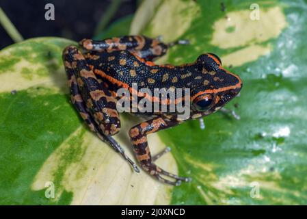 Grenouille de ruisseau tachetée assise dans la feuille Banque D'Images