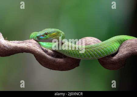 Vipère de l'île à lèvres blanches ( Trimesurus insularis ) sur la branche de l'arborescence Banque D'Images