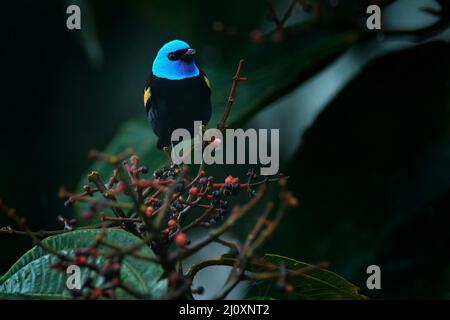 Oiseau noir à tête bleue dans la forêt tropicale sombre. Réservoir à col bleu, Stilpnia cyanicollis, avec arbre fruitier dans l'habitat naturel, Sumaco, Équateur. Bi Banque D'Images