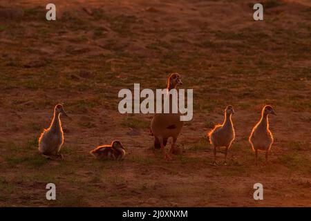 Famille de l'OIE avec coucher de soleil orange en soirée. Oie égyptienne, Alopochen aegyptiaca, oiseau africain avec bec rouge assis dans l'herbe verte avec des poulets. Banque D'Images