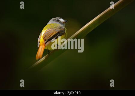 Flycatcher orné, Myiotriccus ornatus, oiseau gris jaune de Sumaco en Équateur. Moucherolle assis sur la branche de l'arbre dans l'habitat - mountai tropique Banque D'Images