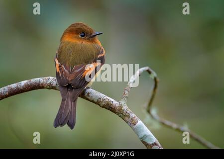 Flycatcher de cannelle, Pyrhomyias cinnamomeus, petit oiseau orange mignon assis sur la branche dans l'habitat naturel. Flycatcher sur l'arbre à San Isidro Banque D'Images