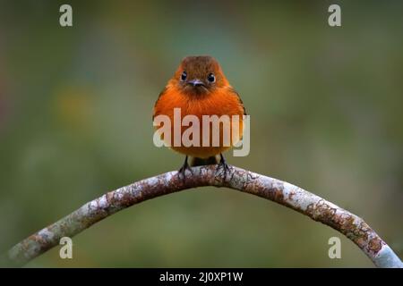 Flycatcher de cannelle, Pyrhomyias cinnamomeus, petit oiseau orange mignon assis sur la branche dans l'habitat naturel. Flycatcher sur l'arbre à San Isidro Banque D'Images