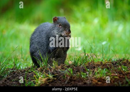 Agouti dans la nature. Portrait détaillé de la tête d'agouti. Black agouti, Dasyprotta fuliginosa, Sumaco, Equateur. Animal mignon dans l'habitat de la nature, tropique foncé Banque D'Images