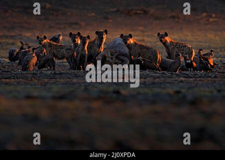 Éléphant mort. Faune africaine. hyena tachetée, Crocuta crocuta, pack avec carcasse d'éléphant, Mana pools NP, Zimbabwe en Afrique. Comportement animal, mort Banque D'Images