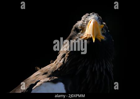 Portrait sombre, rétroéclairage. Portrait de l'aigle de mer de Steller, Haliaeetus pelagicus, oiseau à neige blanche, Hokkaido, Japon. Comportement d'action pour la faune sce Banque D'Images