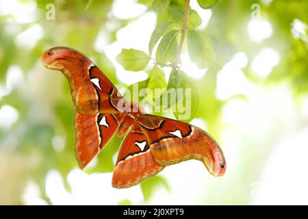 Nature des papillons. Grand papillon dans la forêt sombre. Bel insecte, Atlas géant Moth-aka, Atlas Attacus dans habitat, Inde. Faune et flore d'Asie. Banque D'Images