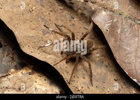 Araignée errante de la famille des Ctenidae. Chasseurs nocturnes venimeux sur terre en forêt tropicale. Parc national de Carara - Tarcoles, Costa Rica faune. Banque D'Images