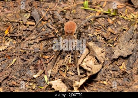 Araignée errante, Ancylometes bogotensis de la famille des ctenidae. Chasseurs nocturnes venimeux sur terre dans la forêt tropicale. Parc national de Carara - Tarcoles, Co Banque D'Images