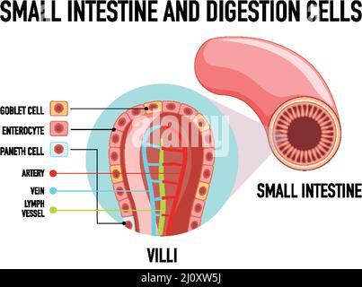 Schéma illustrant l'intestin grêle et la cellule de digestion Illustration de Vecteur