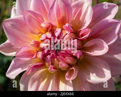 Grand saumon Dahlia rose floraison dans un jardin dans le Kent Banque D'Images