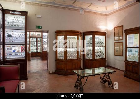 Sienne, Italie - 2022, mars 10: Collection de fossiles, au Musée d'Histoire naturelle "Accademia Fisiocritici". Banque D'Images