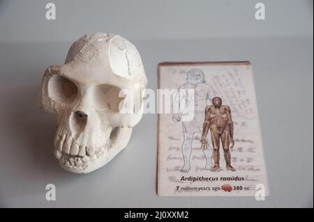 Sienne, Italie - 2022, mars 10: Le crâne humain Ardipithecus ramidus, avec légende explicative, dans une exposition au Musée d'Histoire naturelle "Accademia F Banque D'Images