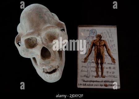 Sienne, Italie - 2022, mars 10: Crâne humain d'Australopithecus afarensis, avec légende explicative, dans une exposition au Musée d'Histoire naturelle "Accad Banque D'Images