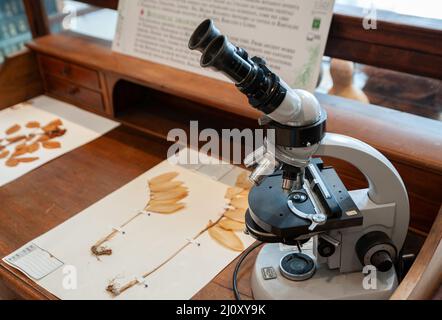 Sienne, Italie - 2022, mars 10 : un microscope sur la table de laboratoire de botanique, au Musée d'Histoire naturelle "Accademia Fisiocritici". Banque D'Images