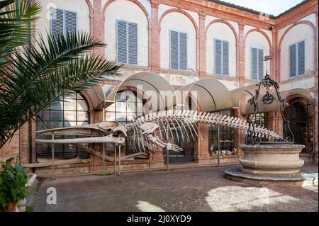 Sienne, Italie - 2022, mars 10 : le squelette d'une baleine, dans la cour du Musée d'Histoire naturelle "Accademia Fisiocritici". Banque D'Images