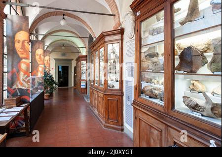 Sienne, Italie - 2022, mars 10: Collection de fossiles, au Musée d'Histoire naturelle "Accademia Fisiocritici". Banque D'Images