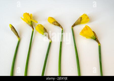 Bourgeons de jonquille jaune (Narcissus poeticus) en rangée sur fond blanc humide. Banque D'Images