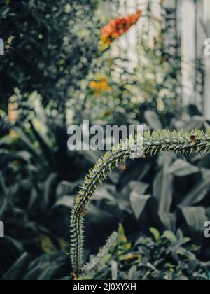 Feuilles de plantes tropicales et fougères verdoyantes, palmiers et feuillage de jungle. Pris dans les jardins botaniques de Genève, Suisse. Banque D'Images