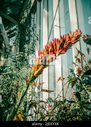 Feuilles de plantes tropicales et fougères verdoyantes, palmiers et feuillage de jungle. Pris dans les jardins botaniques de Genève, Suisse. Banque D'Images