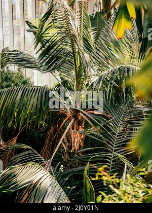 Feuilles de plantes tropicales et fougères verdoyantes, palmiers et feuillage de jungle. Pris dans les jardins botaniques de Genève, Suisse. Banque D'Images