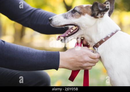 Propriétaire mettant l'animal de laisse. Photo de haute qualité Banque D'Images