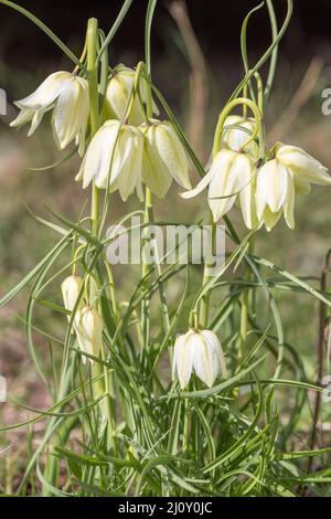 Gros plan de la fleur de la tête de serpent de couleur blanche, Fritilaria meleagris dans le jardin de printemps. Banque D'Images