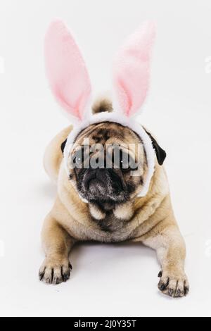 Mignon triste fauve pug oreilles de lapin. Photo de haute qualité Banque D'Images