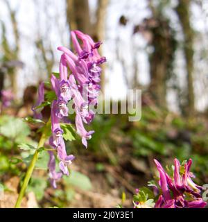 Gros plan de Corydalis solida, également connu sous le nom de fumewort ou oiseau-dans-un-Bush, avec des fleurs violettes fleuries en mars dans les bois du Limbourg Sud Banque D'Images