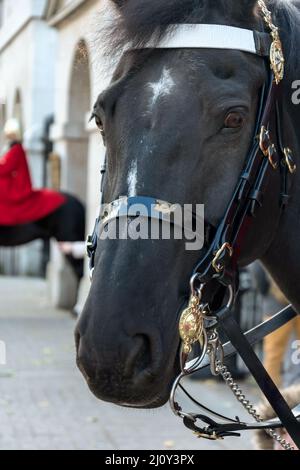 LONDRES - NOVEMBRE 3 : Horse of the Queens Household Cavalry à Londres le 3 novembre 2013. Homme non identifié. Banque D'Images