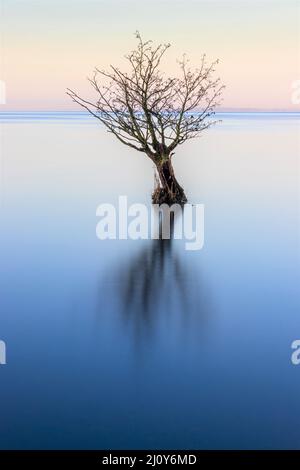 Dawn sur Lough Neagh, Irlande du Nord Banque D'Images