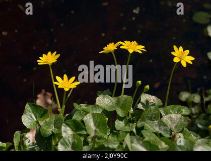 Moins de celandine, belles fleurs jaunes au début du printemps Banque D'Images