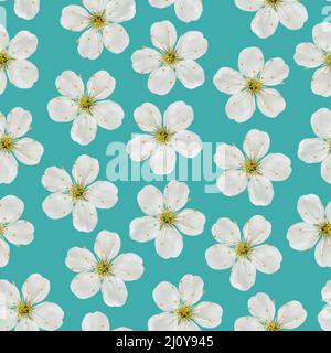 Modèle sans couture. Fleurs de cerisier blanc sur fond bleu turquoise. Banque D'Images