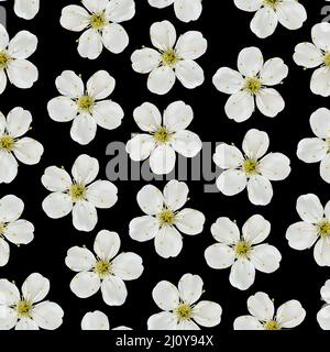 Modèle sans couture. Fleurs de cerisier blanc sur fond noir. Banque D'Images