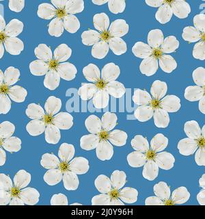 Modèle sans couture. Fleurs de cerisier blanc sur fond bleu. Banque D'Images